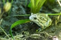 A large green frog sits on the ground in the garden. Royalty Free Stock Photo
