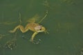 A large green frog swims in the water