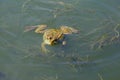 A large green frog swims in the water Royalty Free Stock Photo