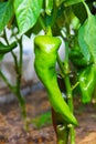 A large green fruit of pepper growing on bush in a greenhouse. Royalty Free Stock Photo