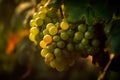 Large green grape bunch, golden hour. Growing grapes. Viticulture and winemaking concept. Generative AI