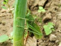 Large green grasshopper close up