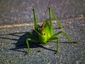 Large green grasshopper - a female, sitting on a concrete surface. Royalty Free Stock Photo