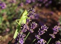 A large green grasshopper on a lavender flower. Tettigonia viridissima. Royalty Free Stock Photo