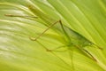 Large green grasshopper on a leaf palm