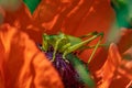 A large green grasshopper locust sits on a bright red poppy flower Royalty Free Stock Photo