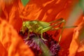 A large green grasshopper locust sits on a bright red poppy flower Royalty Free Stock Photo