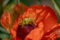 A large green grasshopper locust sits on a bright red poppy flower Royalty Free Stock Photo