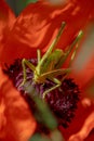 A large green grasshopper locust sits on a bright red poppy flower Royalty Free Stock Photo