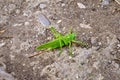 Grasshopper green Royalty Free Stock Photo