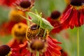 Large green grasshopper on red helenium flowers in the garden
