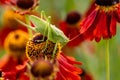 Large green grasshopper on red helenium flowers in the garden