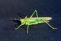 Green grasshopper sitting on black background