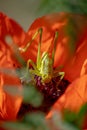 A large green grasshopper locust sits on a bright red poppy flower Royalty Free Stock Photo