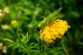 a large green grasshopper sits on a large yellow curly flower