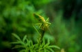 a large green grasshopper sits on an unopened green flower