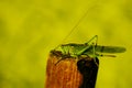 Large green grasshopper sitting on brown wood.