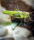 large green grasshopper sitting on glass Royalty Free Stock Photo