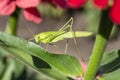 Large green grasshopper sitting on a leaf of a flower Royalty Free Stock Photo