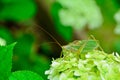 Large green grasshopper Tettigonia viridissima on a flower against a background of greenery. Concept: flora and fauna, summer Royalty Free Stock Photo