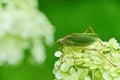 Large green grasshopper Tettigonia viridissima on a flower against a background of greenery. Concept: flora and fauna, summer Royalty Free Stock Photo