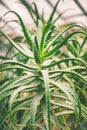 Large green growing Aloe Vera pattern medicinal plant, Botanical garden