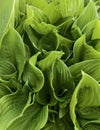 Large green hosta leaves as a background Royalty Free Stock Photo