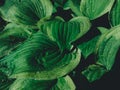 Large green hosta leaves with water droplets. Green plant background. Top view on abstract leaves Royalty Free Stock Photo