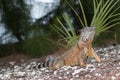 Large Green Iguana basking in the early morning sun Royalty Free Stock Photo