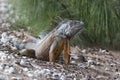 Large Green Iguana basking in the early morning sun Royalty Free Stock Photo