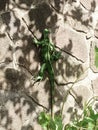 A large green iguana in the Caribbean Royalty Free Stock Photo