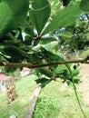 A large green iguana in the Caribbean Royalty Free Stock Photo