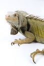 Large Green Iguana isolated on a white background Royalty Free Stock Photo