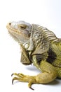 Large Green Iguana isolated on a white background Royalty Free Stock Photo