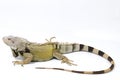 Large Green Iguana isolated on a white background Royalty Free Stock Photo