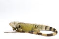 Large Green Iguana isolated on a white background Royalty Free Stock Photo