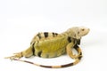 Large Green Iguana isolated on a white background Royalty Free Stock Photo