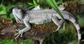 Large green Iguana Royalty Free Stock Photo