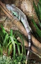 Large green Iguana resting on a branch Royalty Free Stock Photo