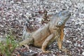 Large Green Iguana sitting in the morning sun Royalty Free Stock Photo