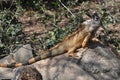 Large green iguana sunning on a rock