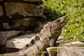 Large green iguana sunning on Tulum ruins in Mexico