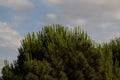 Large green Japanese umbrella-pine under the daylight sky Royalty Free Stock Photo