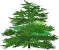 Large green larch tree isolated on white