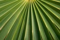 Large green leaf background with straight strips Royalty Free Stock Photo