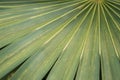 Large green leaf background with straight strips. Royalty Free Stock Photo