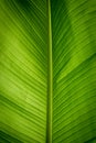 A large green leaf of a banana tree Royalty Free Stock Photo