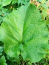 a large green leaf of burdock, its fruit and nettle Royalty Free Stock Photo