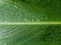 A large green leaf of the Canna. Royalty Free Stock Photo