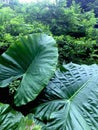 Large Green Leaf of Colocasia Esculenta